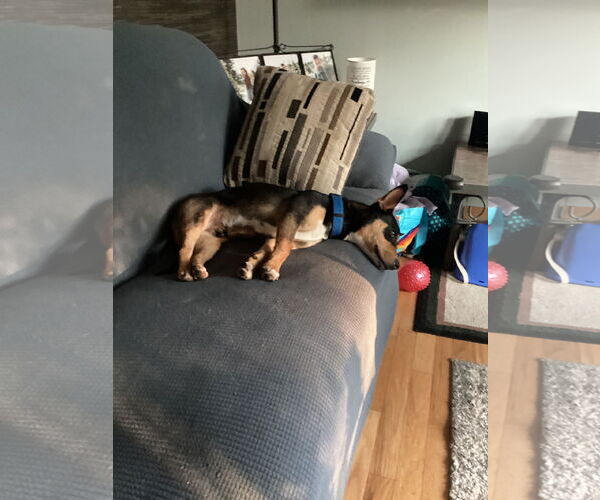 Medium Photo #5 Unknown-Welsh Corgi Mix Puppy For Sale in Cottage Grove, MN, USA