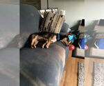 Small #4 Welsh Corgi Mix