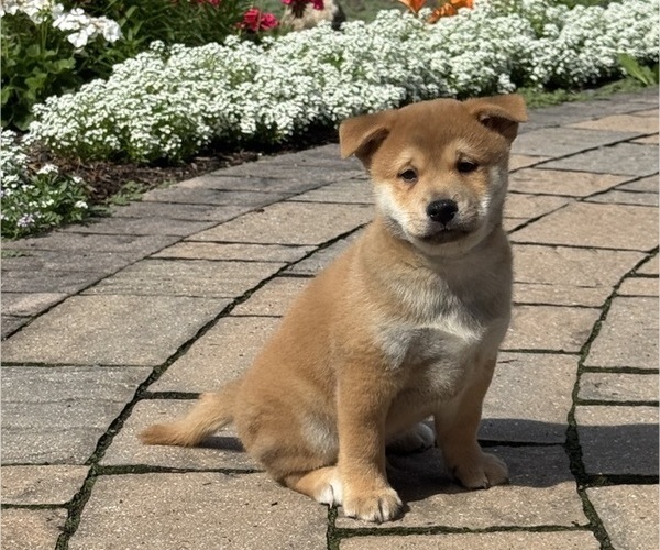 Medium Photo #5 Shiba Inu Puppy For Sale in CANOGA, NY, USA