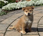 Small #4 Shiba Inu