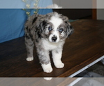Small Photo #2 Miniature Australian Shepherd Puppy For Sale in WEST PLAINS, MO, USA