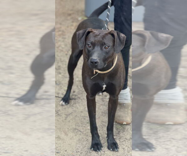 Medium Photo #1 Labrador Retriever-Unknown Mix Puppy For Sale in Dana Point, CA, USA