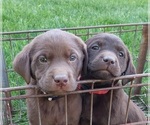 Puppy Puppy 2 Labrador Retriever