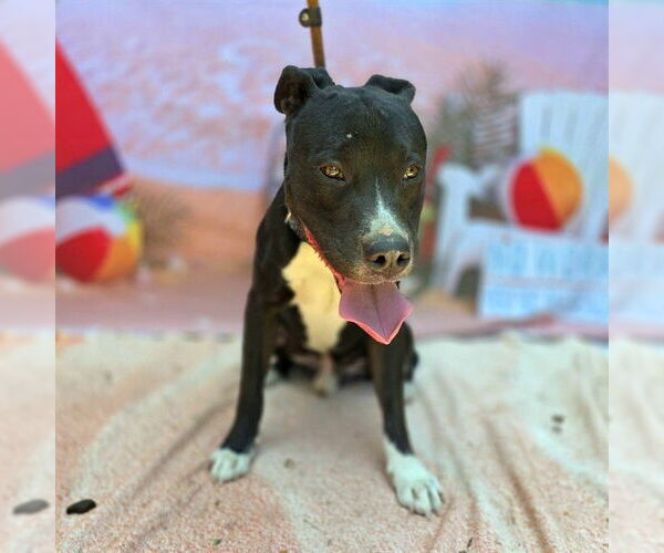 Medium Photo #2 American Pit Bull Terrier Puppy For Sale in Long Beach, CA, USA