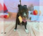 Small #1 American Pit Bull Terrier