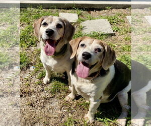 Beagle Dogs for adoption in Tampa, FL, USA