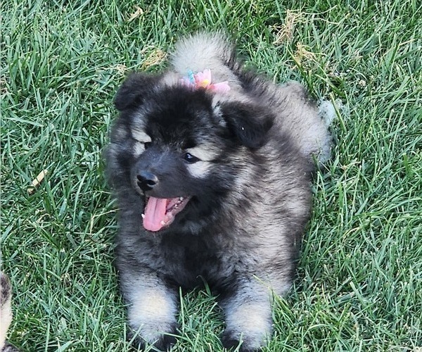 Medium Photo #3 Keeshond Puppy For Sale in GREENVILLE, OH, USA