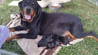 Mother of the Rottweiler puppies born on 04/14/2017