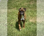 Small Boxer