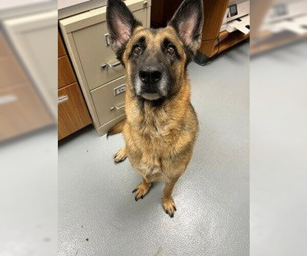 Medium Photo #1 German Shepherd Dog Puppy For Sale in St. Cloud, FL, USA