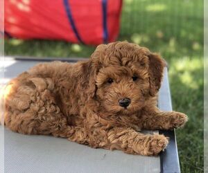 Cavapoo Puppy for sale in AKRON, NY, USA