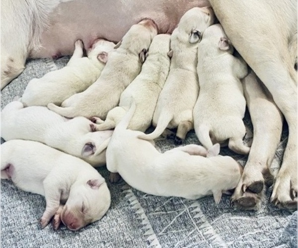 Medium Photo #5 Labrador Retriever Puppy For Sale in WILDWOOD, FL, USA