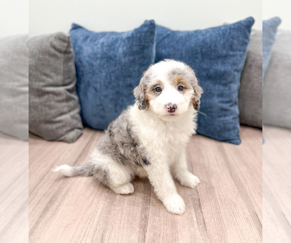Medium Photo #26 Sheepadoodle Puppy For Sale in MILLERSBURG, OH, USA