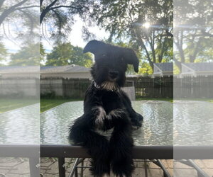 Airedale Terrier-Unknown Mix Dogs for adoption in Wheaton, IL, USA