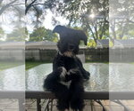 Small Airedale Terrier Mix