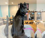 Small #2 Siberian Husky