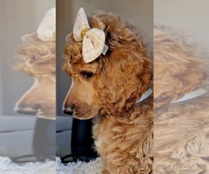 Poodle (Standard) Puppy for sale in EL PASO, TX, USA