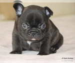 Puppy Linus French Bulldog