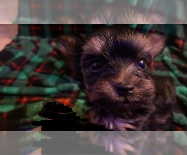 Medium Photo #5 Yorkshire Terrier Puppy For Sale in SCHERTZ, TX, USA