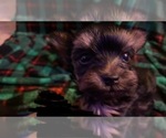 Small Photo #5 Yorkshire Terrier Puppy For Sale in SCHERTZ, TX, USA