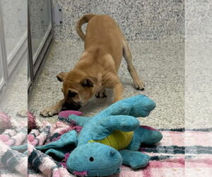 Boxer-Unknown Mix Dogs for adoption in Mechanicsburg, PA, USA