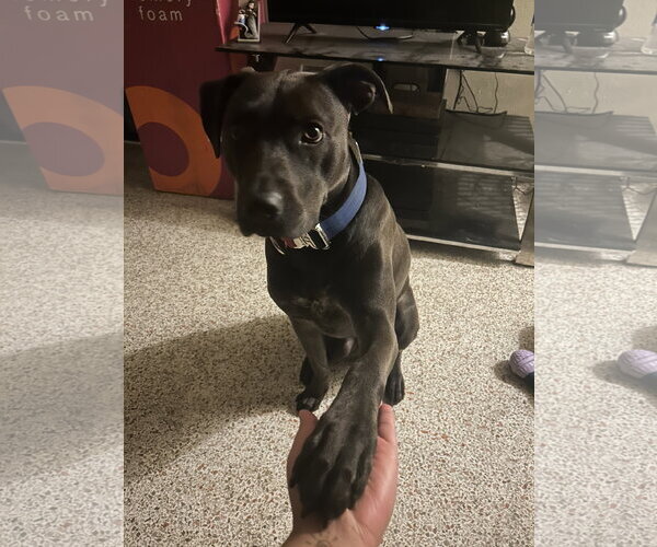 Medium Photo #1 Mutt Puppy For Sale in Miami, FL, USA