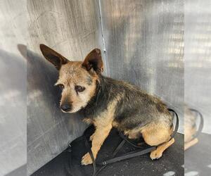 Mutt Dogs for adoption in San Antonio, TX, USA