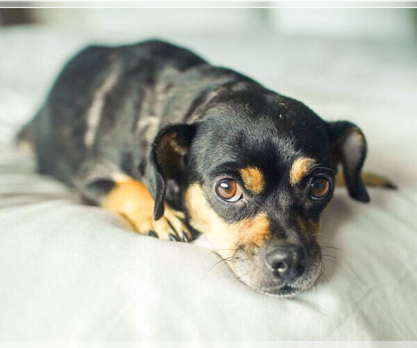 Medium Photo #4 Chug Puppy For Sale in Corona, CA, USA