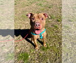 Small #6 American Staffordshire Terrier