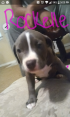 American Pit Bull Terrier Puppy for sale in NORCROSS, GA, USA