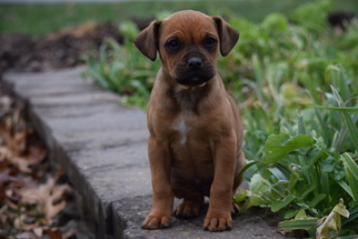 Boxweiler Puppy for sale in FREDERICKSBURG, OH, USA