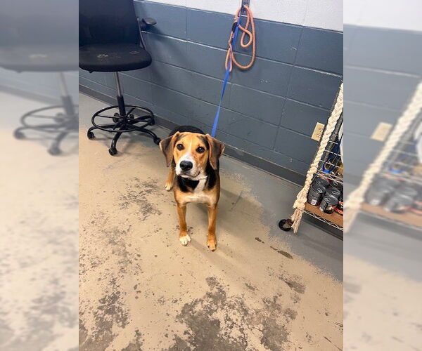 Medium Photo #1 Labbe Puppy For Sale in Tallahassee, FL, USA