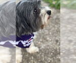 Small #5 Shih Apso
