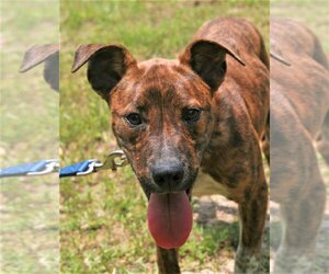 Labrador Retriever-Plott Hound Mix Dogs for adoption in Attalka, AL, USA
