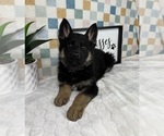Small #3 German Shepherd Dog