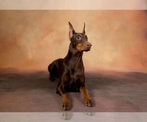 Father of the Doberman Pinscher puppies born on 09/20/2019