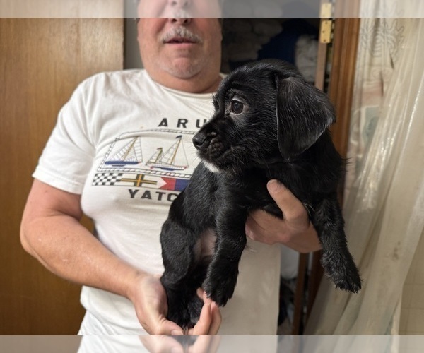 Medium Photo #49 Schweenie Puppy For Sale in DOTHAN, AL, USA