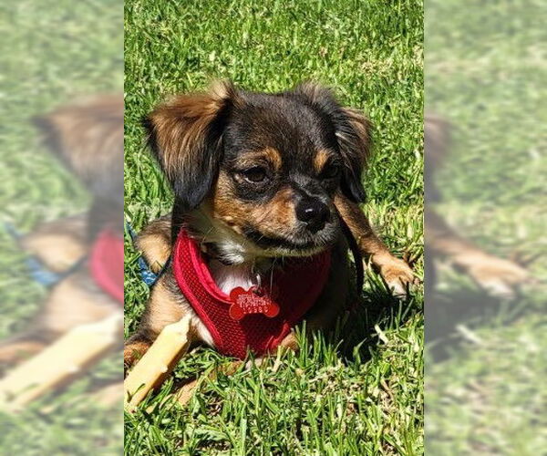 Medium Photo #1 Mutt Puppy For Sale in San Diego, CA, USA