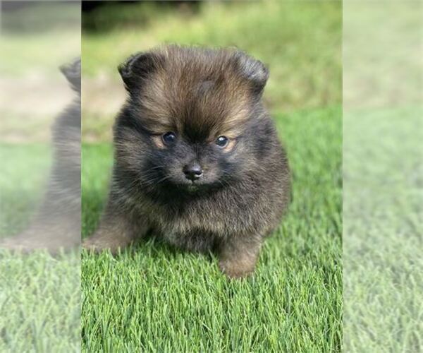 Medium Photo #3 Pomeranian Puppy For Sale in CORAL GABLES, FL, USA