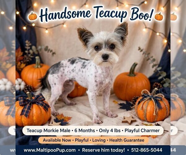Medium Photo #1 Maltipoo (Miniature) Puppy For Sale in TAYLOR, TX, USA