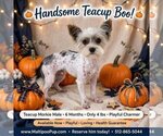 Jayden - Male Maltipoo (Miniature) Puppy for Sale - Small photo