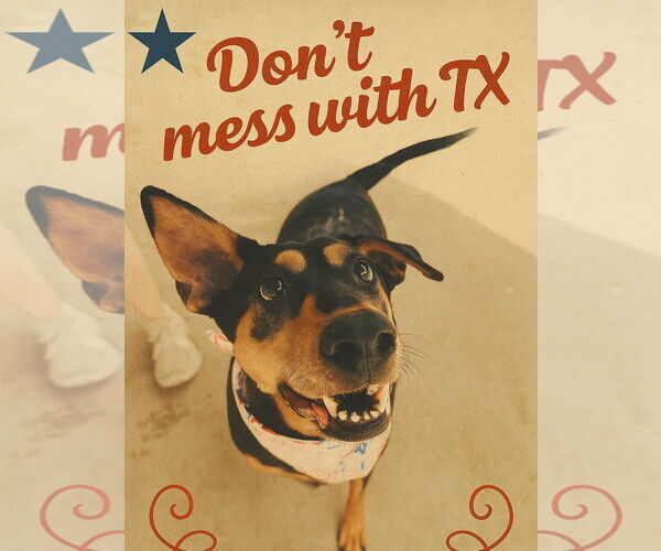 Medium Photo #2 Doberman Pinscher-Pointer Mix Puppy For Sale in Houston, TX, USA