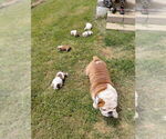 Small #4 English Bulldog