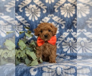 Cavapoo Puppy for sale in NEW PROVIDENCE, PA, USA