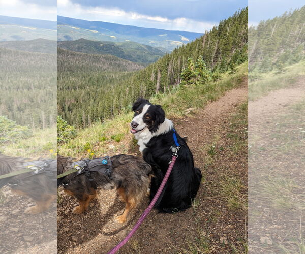 Medium Photo #2 Australian Shepherd-Unknown Mix Puppy For Sale in Peralta, NM, USA