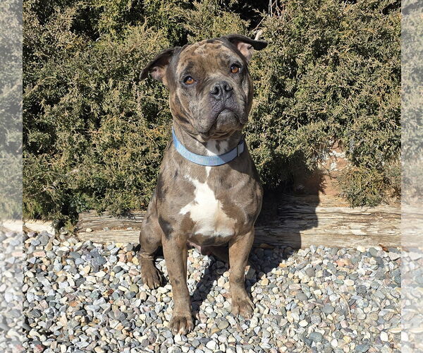 Medium Photo #2 American Staffordshire Terrier-Bulldog Mix Puppy For Sale in Albuquerque, NM, USA
