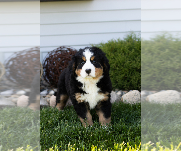 Medium Photo #2 Bernese Mountain Dog Puppy For Sale in TOPEKA, IN, USA
