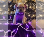 Puppy 2 French Bulldog