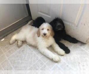 Saint Berdoodle Puppy for sale in FINLAYSON, MN, USA