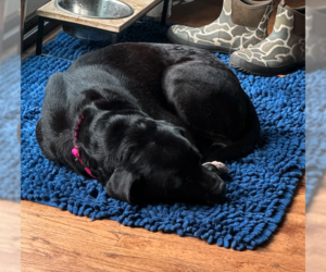 Fiona - Female Mutt Dog for Adoption - Photo #3